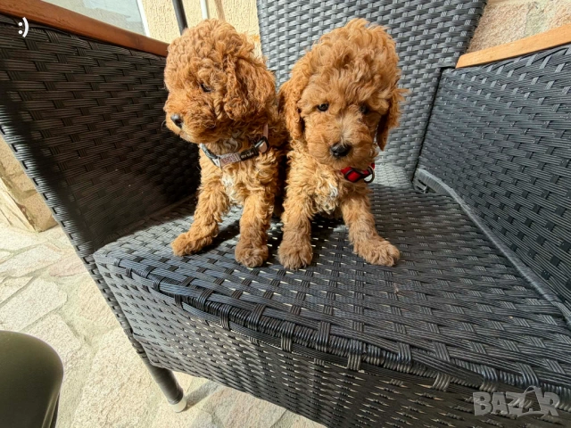 Мини пудели актуално от 31.3.2026, снимка 2 - Пудели - 54037336