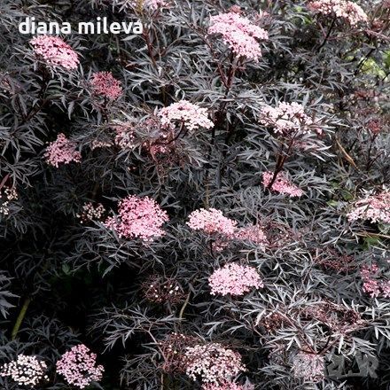 Черен бъз (Черна красавица) /Sambucus nigra Black Beauty/, снимка 2 - Градински цветя и растения - 45559783