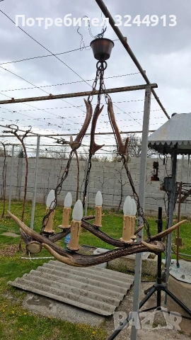 Красив полилей от еленски рога , снимка 6 - Полилеи - 54169100