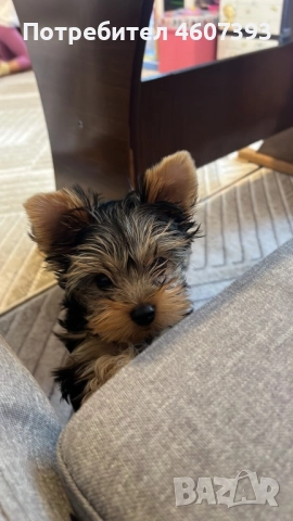Мини йоркширски териер, снимка 1