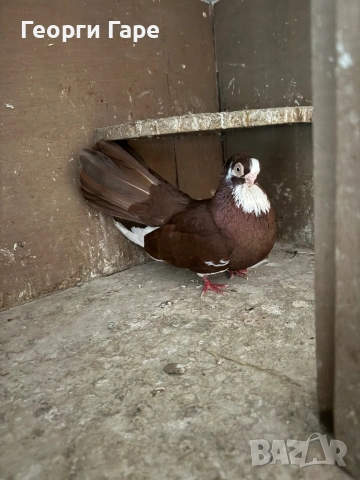 Благоевградски качулат 