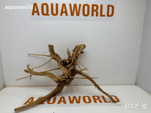 Корен Азалия 14