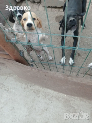 свободни пойнтери, снимка 1