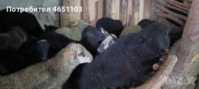 Продавам Агнета