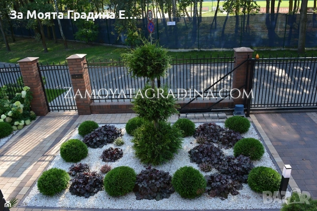 Туя Голд Даника , снимка 5 - Градински цветя и растения - 53634387