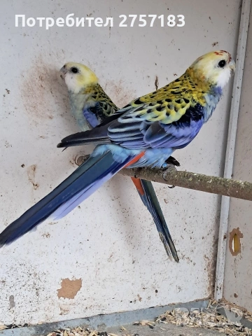 продавам чифт белоглава розела, снимка 2 - Папагали - 54003221