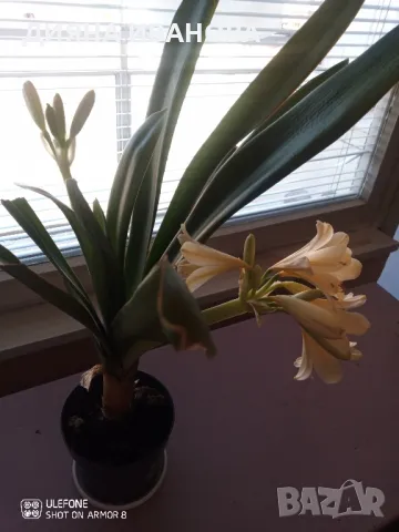 ЖЪЛТА КЛИВИЯ, АЛОЕ ARBORESCENS И АЛОЕ BARBADENSIS., снимка 18 - Стайни растения - 49868477