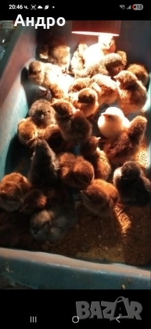 Продавам катунски кокошки, яйца и пилета на различна възраст, снимка 8 - Кокошки и пуйки - 53712029