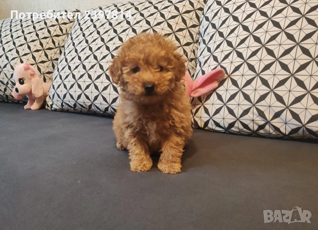 Малтипу , снимка 4 - Пудели - 53143511