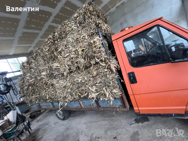 Продавам Бали царевичак, снимка 4 - За селскостопански - 51507552