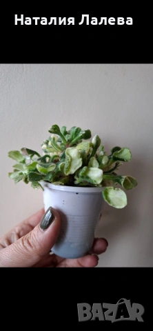 Мини сентполия, wesley's little monster, снимка 2 - Стайни растения - 54052030