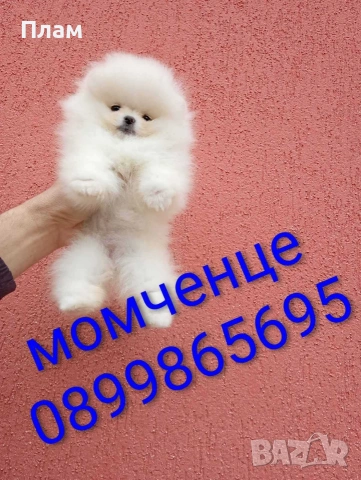 Бели мини Померани. Реални снимки от 04.04.26 г. 