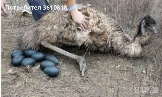 Яйце от Ему (и за консумация и за разплод), снимка 3 - Други животни - 39309532