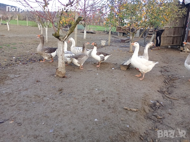 Продавам гъски, снимка 2 - Патици и гъски - 52564989