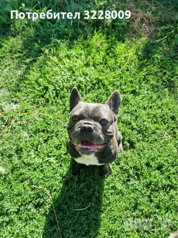 Мъжки френски булдог за разплод – идеален за здраво поколение, снимка 4 - Френски булдог - 48789791