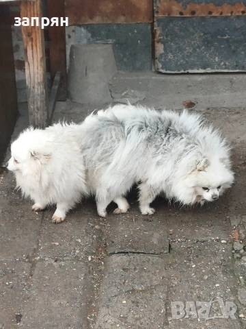 померан, снимка 6 - Померан - 53153620