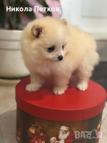 Померан мини , снимка 4 - Померан - 52619336