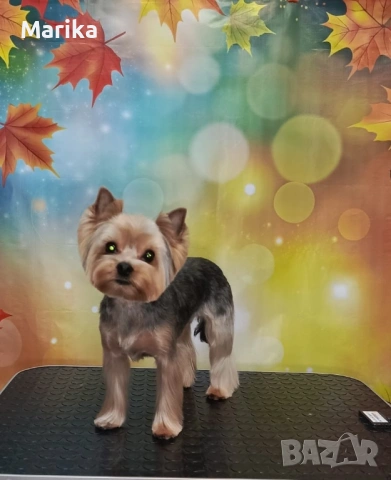 Йоркширски териер продавам, снимка 2 - Други - 53321665