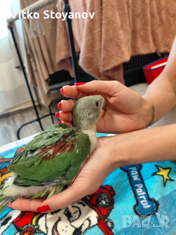 Ръчнохранени Големи Александри