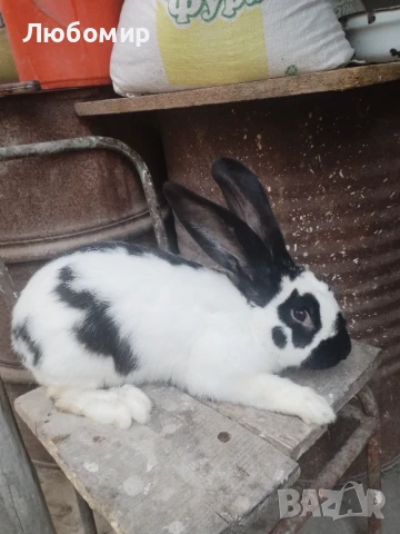 Продавам зайци, снимка 2 - Други - 50753326