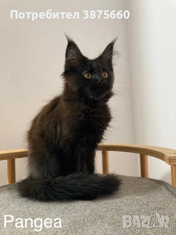 Мейн-куун котенца, снимка 9 - Мейн кун - 52347447