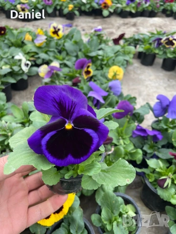 Теменужки и парички, снимка 10 - Градински цветя и растения - 53939781