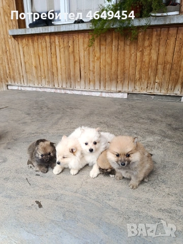 Померани-мини шпиц, снимка 3 - Померан - 54014918