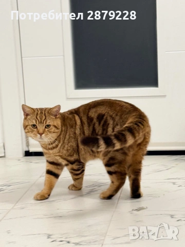 Мъжки британец за разплод 