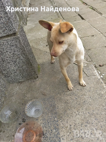 Мъжко Кученце, снимка 3 - Други - 53695292