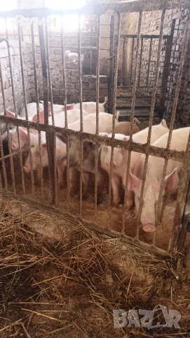 Продавам прасенца 30-35кг, снимка 2 - Прасета - 52802580