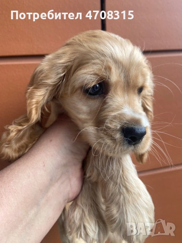 Кокер шпаньол игриво момче ваксина, снимка 3 - Кокер шпаньол - 54226067