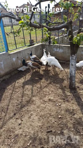 Пауни - Бял и Арлекин, снимка 6 - други­ - 49854186