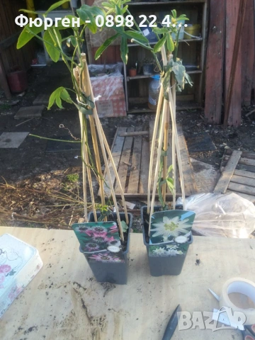 Пасифлора – изящна екзотика за вашата градина и тераса Налични 5 вида, снимка 6 - Разсади - 37497476