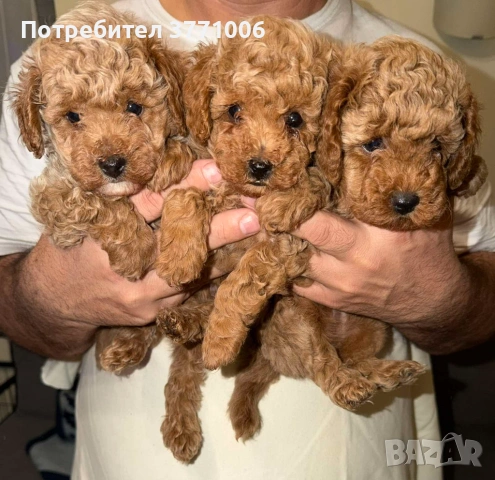 Пудел той, снимка 7 - Пудели - 53498812