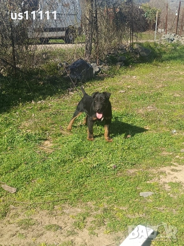 елитен ягдтериер с родословие 4 месеца , снимка 6 - Ягдтериер - 53757461