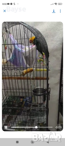 Аратинга с документи, снимка 5 - Папагали - 52889360