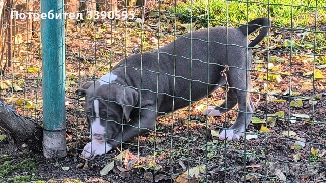 Американско Були Хл Момичета , снимка 7 - Питбул - 52863050