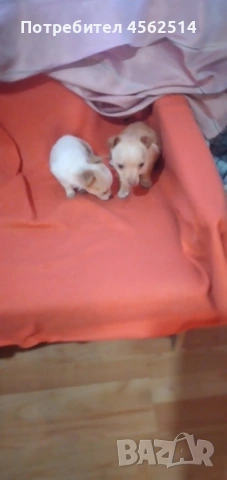 Продавам пинчери на 3 месеца и половина, снимка 2 - Пинчер - 53394214