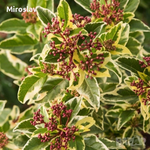 Лаврова Калина (Вариегатна)