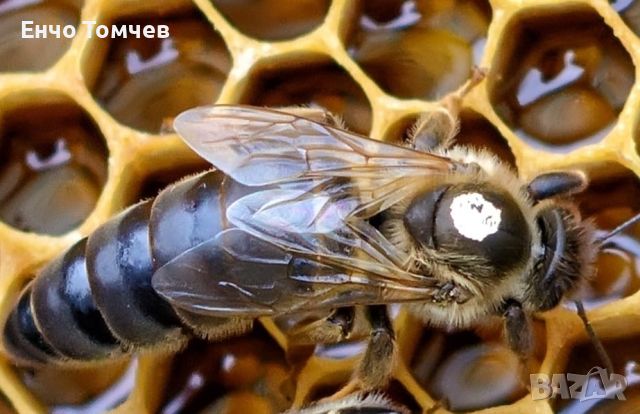 Пчелни отводки, снимка 1 - За пчели - 45325584