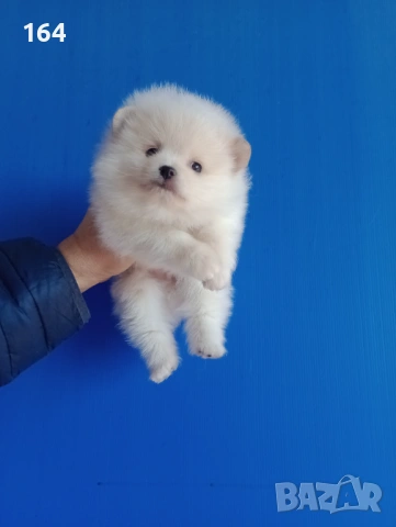 Померан. Мъжко Померанче. Реални снимки от 12.01.26 г., снимка 6 - Померан - 53076524