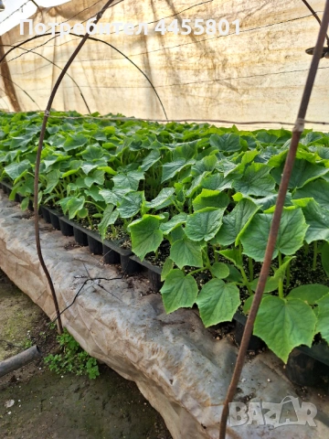 Продавам Сандра Голд , снимка 2 - Разсади - 53713508