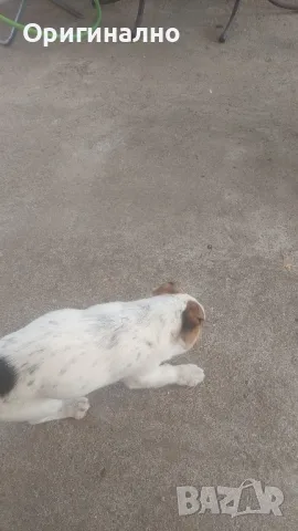 Джак ръсел 05.12.2024г , снимка 5 - Джак ръсел териер - 49945036