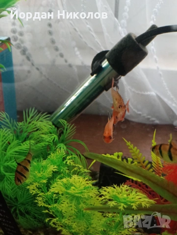 Рибки неони 5 броя , снимка 5 - Рибки - 53292504