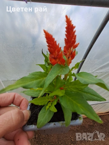 Два вида пламъче, няколко цвята , снимка 2 - Градински цветя и растения - 54282774