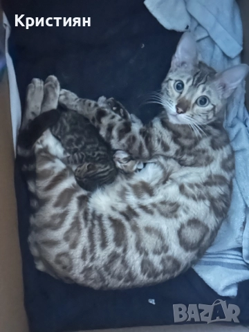 Бенгалски котенца, снимка 8 - Бенгалски - 52539835