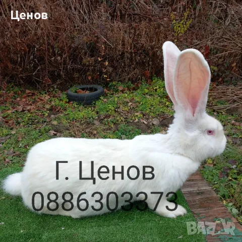 Продавам бели великани, снимка 2 - Други животни - 48347063