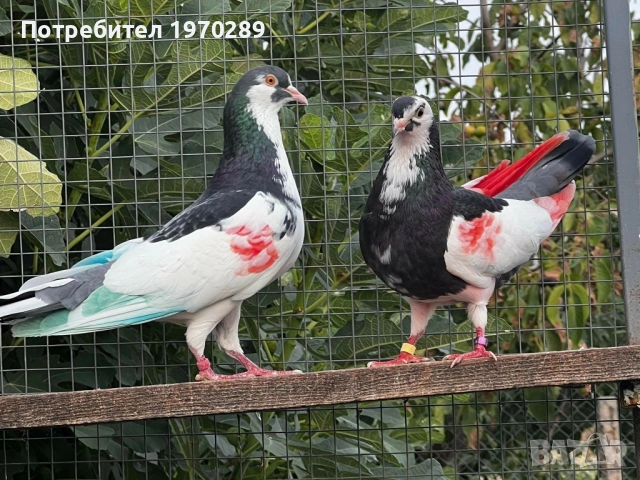 Пазарджишки, снимка 3 - Гълъби - 54045726