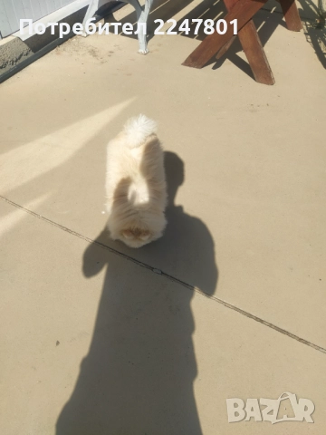 Померан , снимка 3 - Померан - 51823060