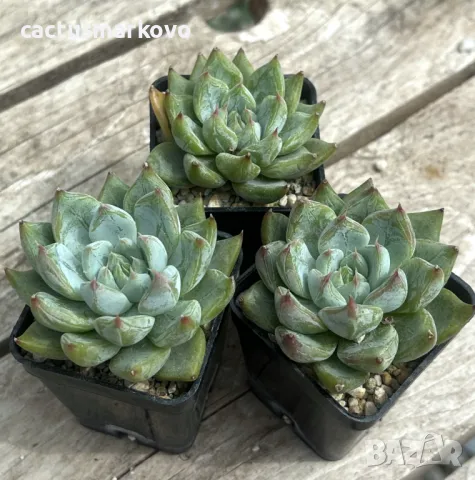 Echeveria ‘Rajoya’, снимка 1 - Стайни растения - 48039249